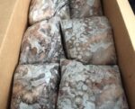 Pulpo Entero - Imagen 2