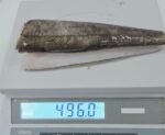 Filete de Merluza - Imagen 3